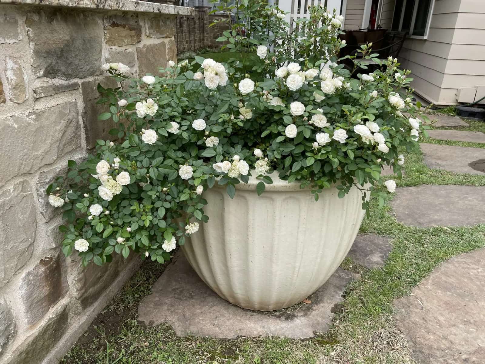 Austin patio container plant design