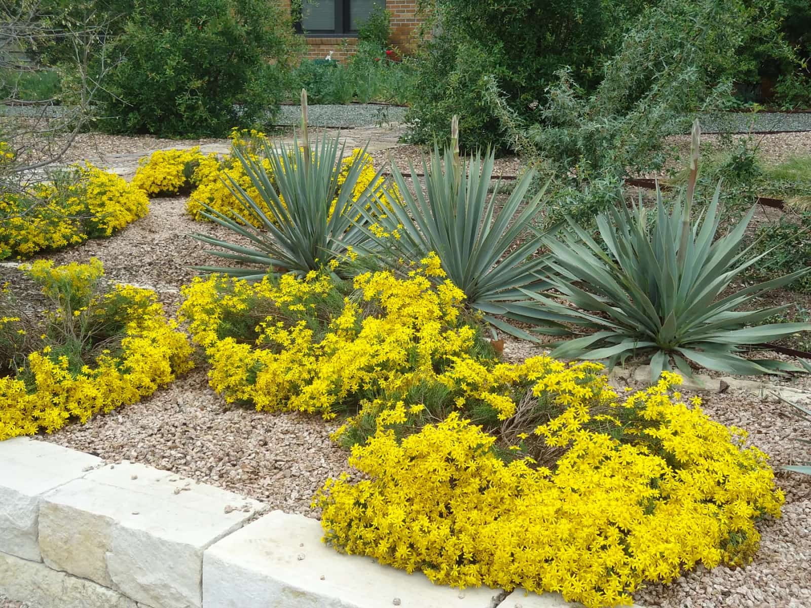 Austin xeriscape garden with gravel pathway and low-water planting